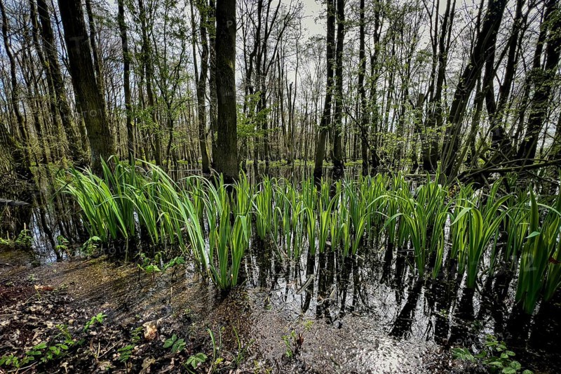 Ochsenmoor nature reserve, flooded, water, flood, climate, climate change, forest, moor, heavy rain, groundwater, groundwater level, water level, landscape, forest landscape, Hüde, Lake Dümmer, Germany, Europe