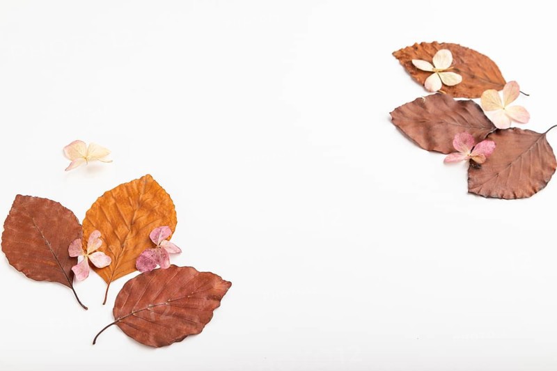 Composition with yellow and brown beech autumn leaves and hydrangea flowers, mockup on white background. Blank, side view, still life, copy space
