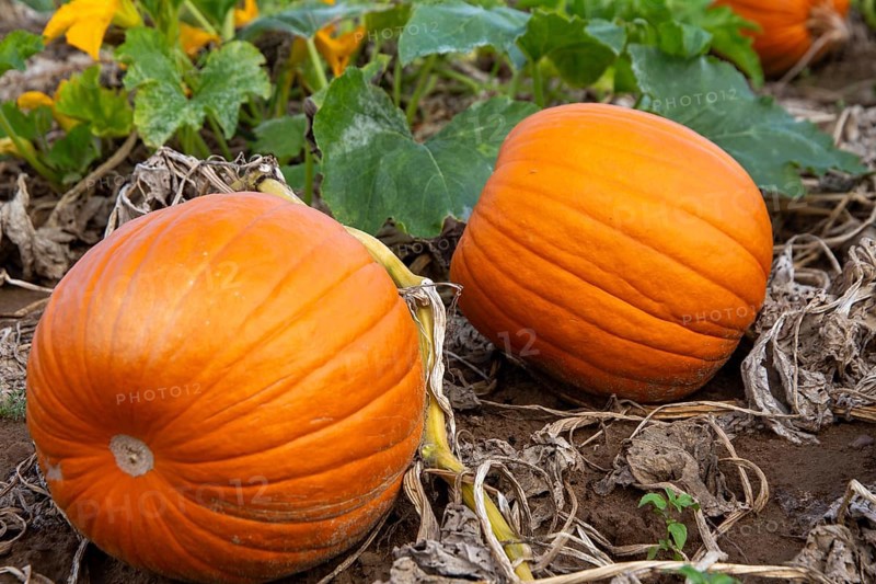 Close-up of pumpkins in a field near Hochdorf-Assenheim in the Rhein-Pfalz district