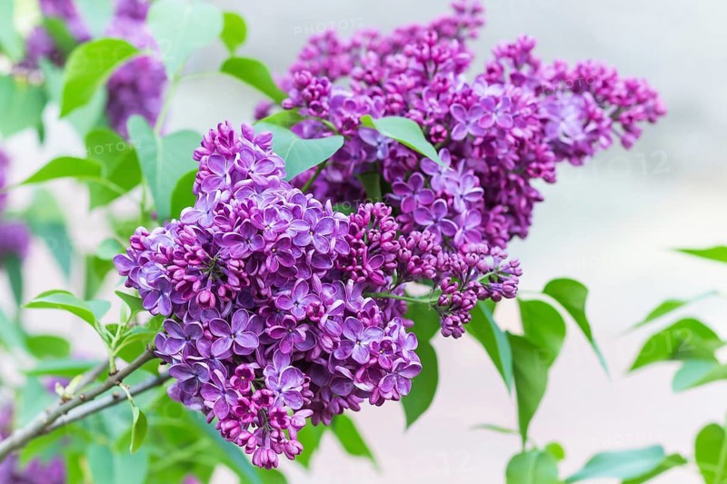Blooming lilac in the botanical garden in spring