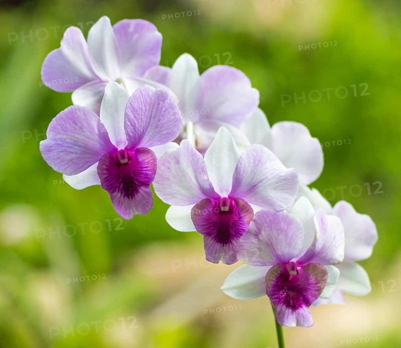 Pink with purple and white orchid flowers in the botanical garden