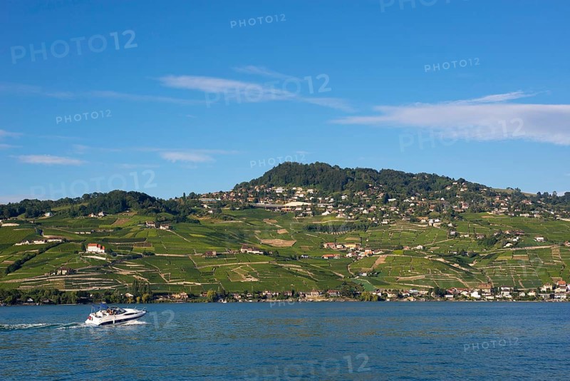 Viticulture in Lavaux, vine, vineyard, wine, agriculture, agribusiness, beverage, alcohol, cultivation, economy, Alps, summer, canton, tourism, Vevey, Vaud, Switzerland, Europe