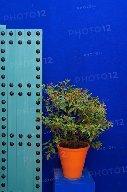 Flower decoration in the Majorelle garden, wall, clay plaster, indigo, blue, colourful, plants, balcony, terrace, decoration, architecture, detail, atmosphere, flower pot, Marrakech, Morocco, Africa