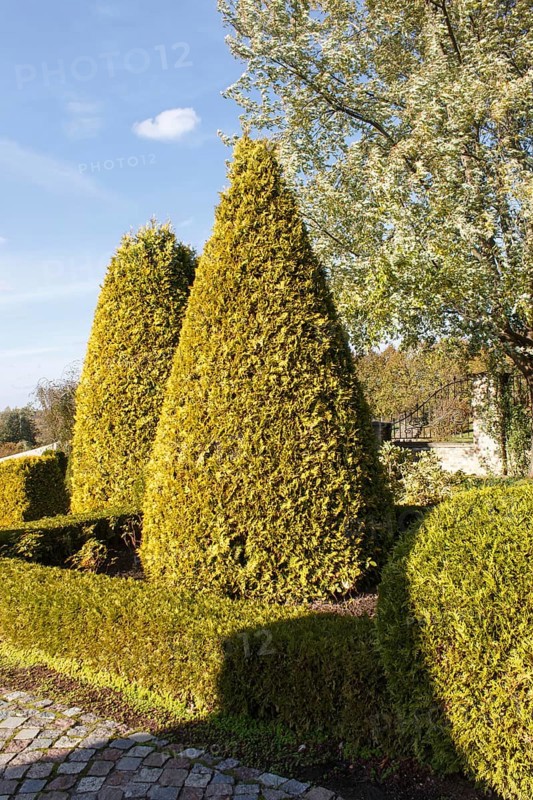 Cottage garden with topiary, hedges, trimmed bushes. Modern landscape design