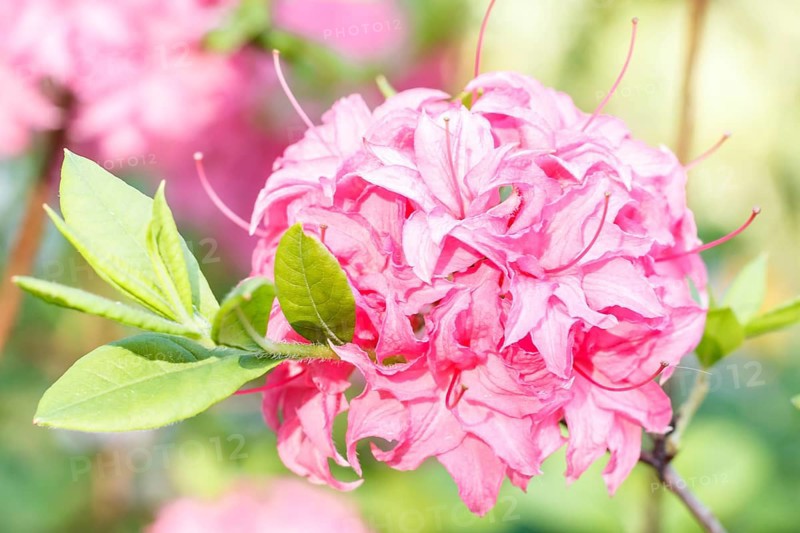 Rhododendron (azalea) flowers of various colors in the spring garden. Closeup. Blurred background