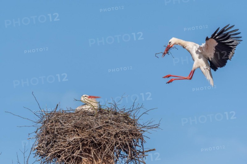 Pair of white stork (ciconia ciconia) building their nest in spring. Bas Rhin, Alsace, France, Europe