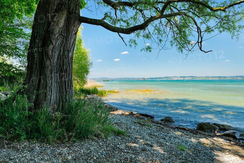 Tree provides shade on the beach near Lake Constance, Altnau in the canton of Thurgau, Switzerland, Europe