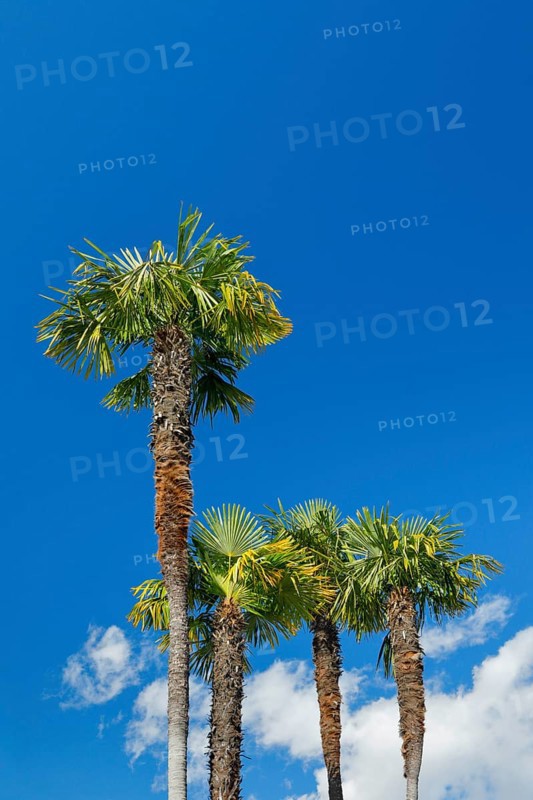 Palm trees against a blue sky in Ascona, Canton Ticino, Switzerland, Europe