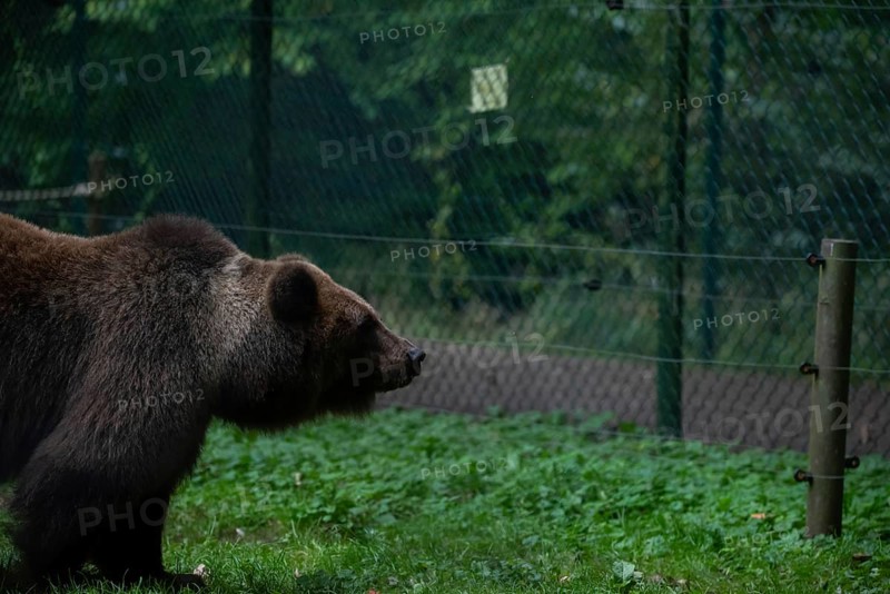Brown bear, Müritz Bear Park, protection centre for brown bears from zoos, circuses and private holdings, run by the animal welfare foundation Vier Pfoten, Stuer, Mecklenburg-Vorpommern, Germany, Europe