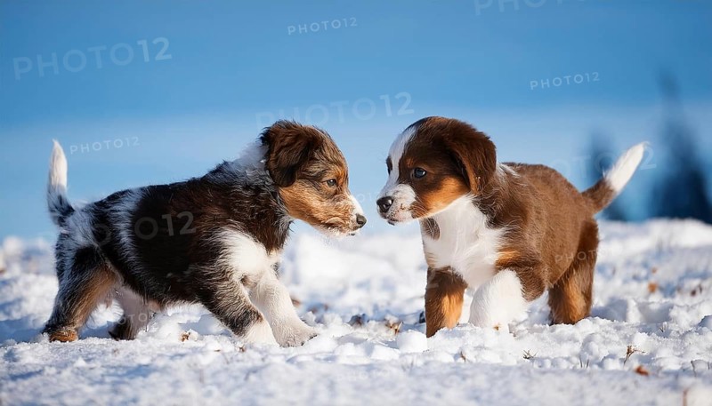 KI generated, dog, dogs, puppy, one, two, three, play, snow, winter, autumn leaves, blue sky, Kromfohrländer, Fox Terrier, (Canis lupus familiaris), German dog breed, rough coat, smooth coat, studio, AI generated