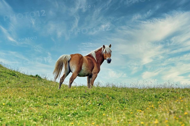 Haflinger, Ebbs, Tyrol, Austria, Europe, KI generated, Europe