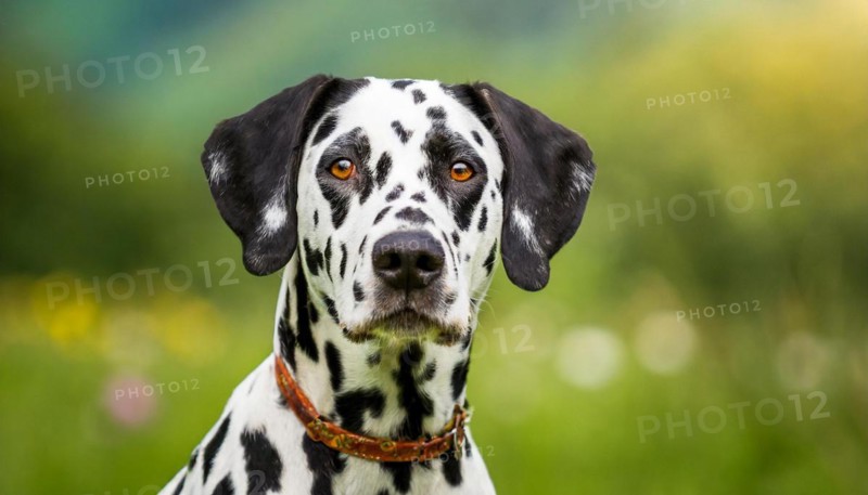 Pets, Dog, Dalmatian, AI-generated, AI generated