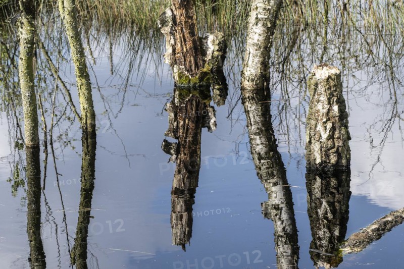 Moorland, rewetting, dead birch trees (Betula pendula), Emsland, Lower Saxony, Germany, Europe