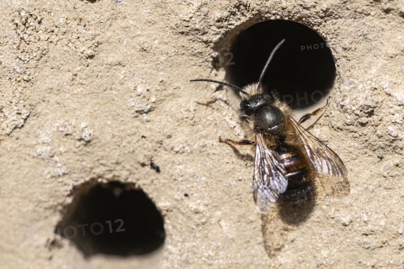 Rusty red mason bee (Osmia bicornis), Emsland, Lower Saxony, Germany, Europe