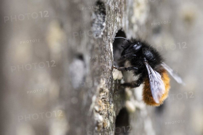 Hornfaced bee (Osmia cornuta), Emsland, Lower Saxony, Germany, Europe