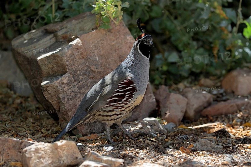 Gambel's quail (Callipepla gambelii), adult, male, alert, Sonoran Desert, Arizona, North America, USA, North America