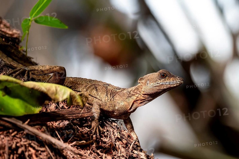 Common basilisk (Basiliscus basiliscus) adult female, Osa Peninsula, Puntarena Province, Costa Rica, Central America