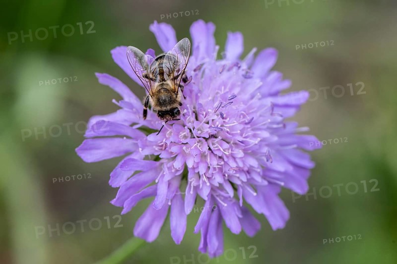 Honey bee (Apis mellifera) on field scabious (Knautia arvensis), Emsland, Lower Saxony, Germany, Europe