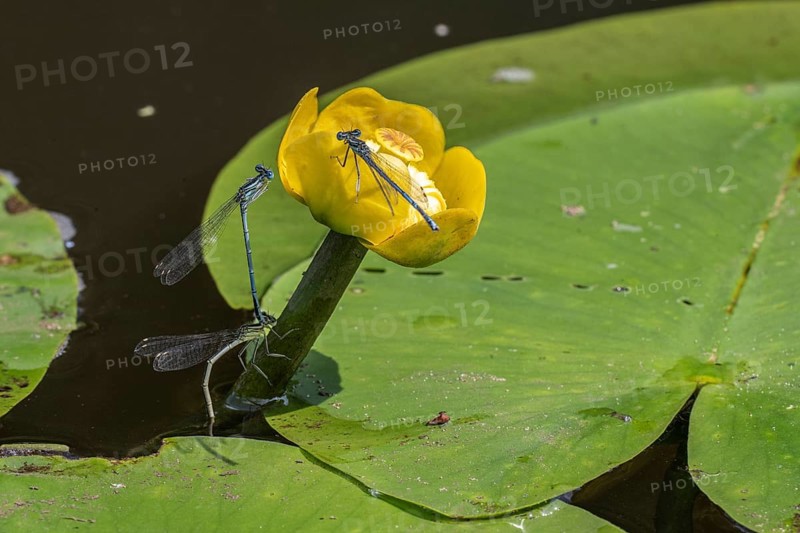 Azure damselflies (Coenagrion puella) laying eggs, Emsland, Lower Saxony, Germany, Europe