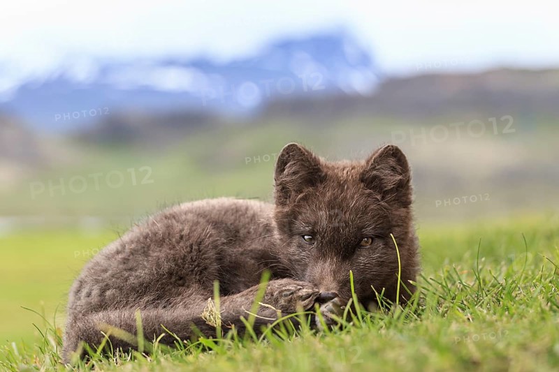 Dark arctic fox (Vulpes lagopus) lying in the grass in front of Bergen, attentive, East Fjords, Iceland, Europe