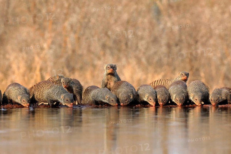Zebra mongoose (Mungos mungo), adult, group, at the water, drinking, Kruger National Park, Kruger National Park, Kruger National Park South Africa