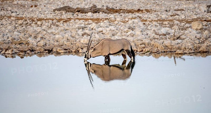 Gemsbok (Oryx gazella), Oryx standing in the water and drinking, Moringa waterhole, Etosha National Park, Namibia, Africa