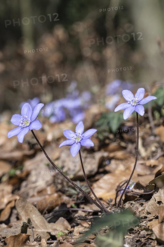 Liverwort (Hepatica nobilis), North Rhine-Westphalia, Germany, Europe