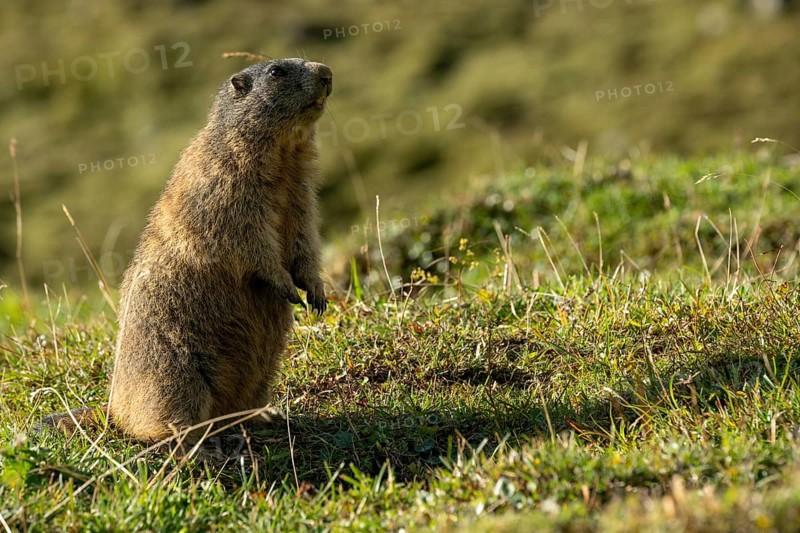 Marmot (Marmota marmota) in the morning sun, Tschagguns, Rätikon, Montafon, Vorarlberg, Austria, Europe