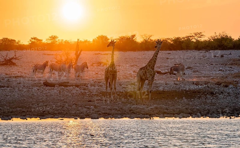 Angolan giraffe (Giraffa giraffa angolensis), two giraffes in the backlight at sunset, atmospheric sunset, Okaukuejo waterhole, Etosha National Park, Namibia, Africa