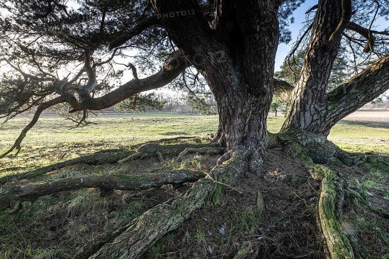 Old Scots pine (Pinus sylvestris), Emsland, Lower Saxony, Germany, Europe