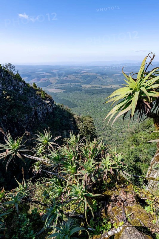 Krantz aloe (Aloe arborescens) growing on rocks, view at God's Window, canyon landscape, near Graskop, Mpumalanga, South Africa, Africa