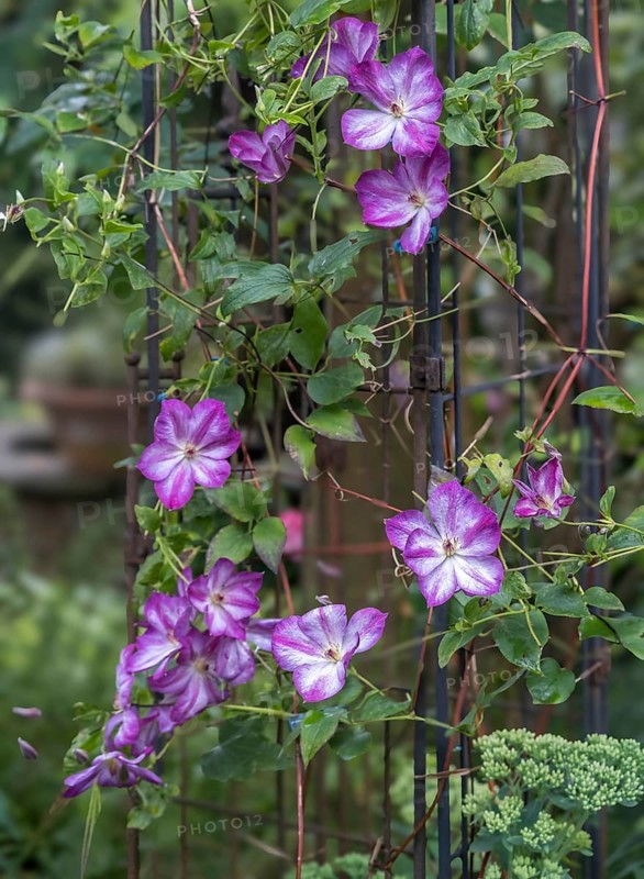Clematis, clematis, North Rhine-Westphalia, Germany, Europe