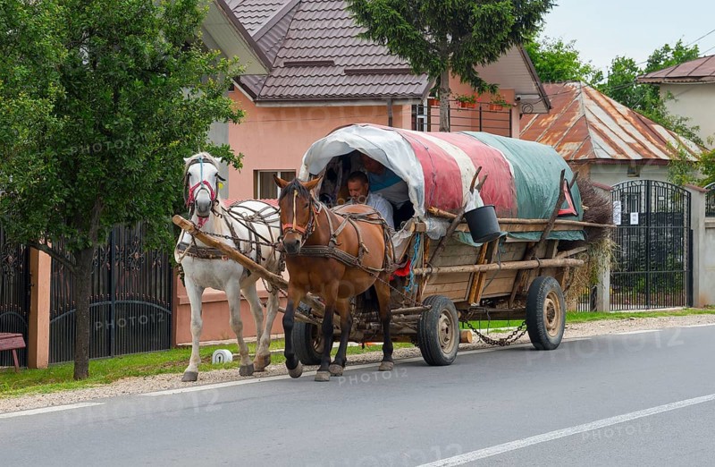 An overloaded horse-drawn carriage drives along the road on a sunny day, Transylvania, Carpathians, Romania, Europe