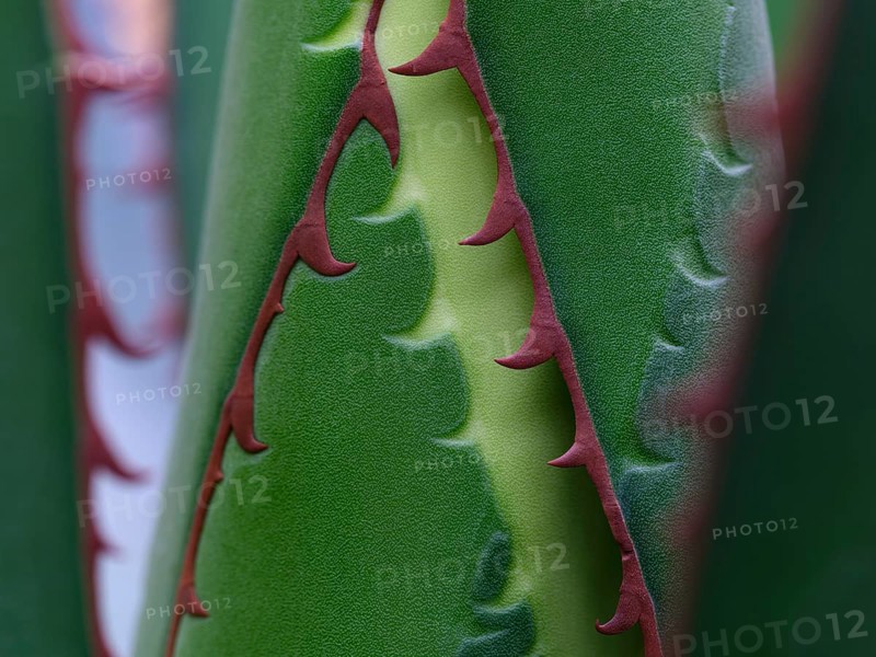 Macro photograph of a Ghiesbreght's Agave (Agave ghiesbreghtii)