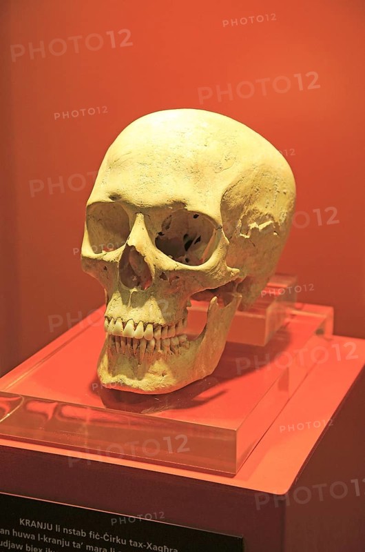 Ggantija temples visitor centre display museum, Gozo, Malta skull of neolithic adult female
