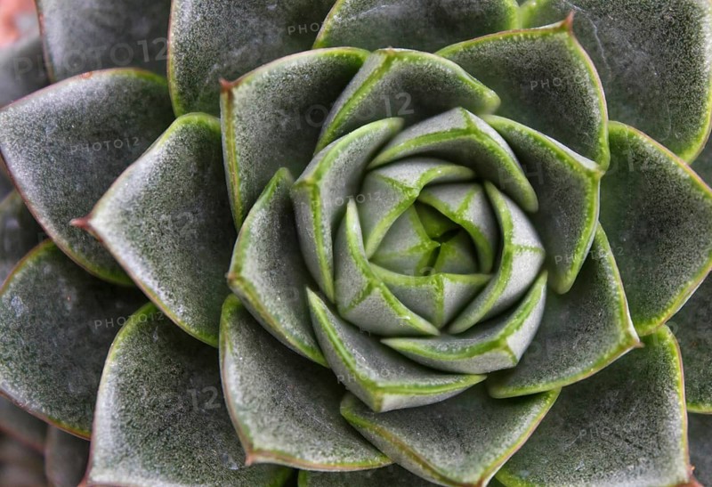 Beautiful succulent plant in greenhouse. Closeup, floral patterns, selective focus