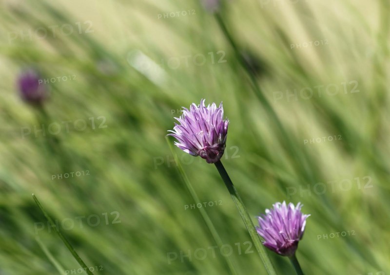 Chive (Allium schoenoprasum), in bloom, North Rhine-Westphalia, Germany, Europe
