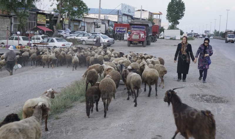 Flock of sheep on a road, Iran, Amol, 17/05/2016, Asia