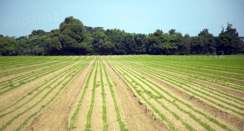 Lines of young carrot plants growing in sandy field, Shottisham, Suffolk, England, United Kingdom, Europe