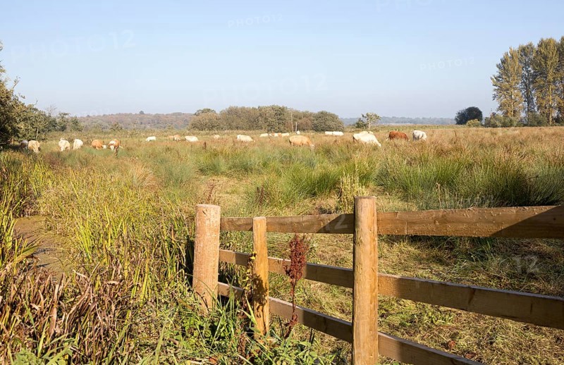 Cattle grazing in wetland water meadow at Eastbridge, Suffolk, England, UK