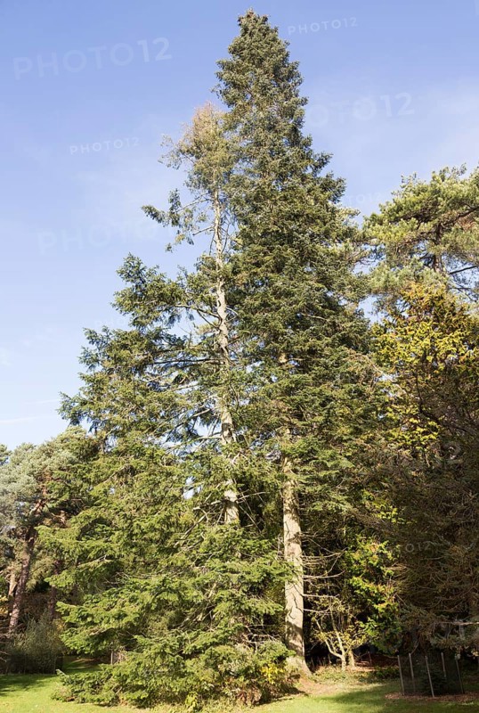 Grand Fir tree, Abies Grandis, National arboretum, Westonbirt arboretum, Gloucestershire, England, UK