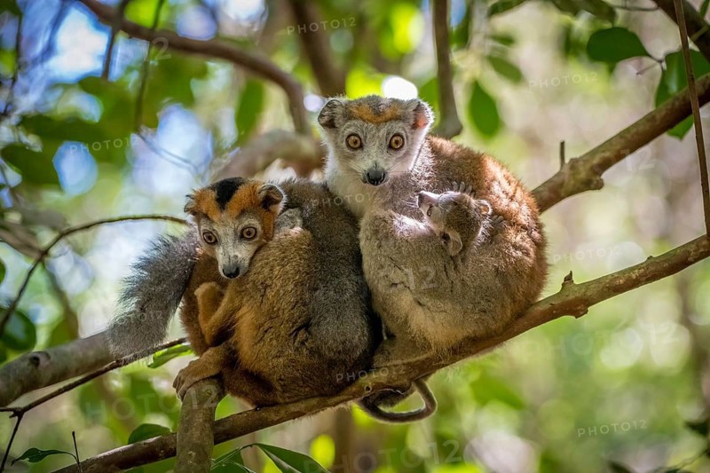 Crowned lemur (Eulemur coronatus) in the dry forests of Ankarana National Park in north-west Madagascar