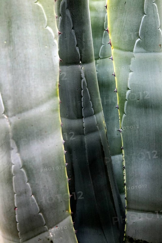 Abstract pattern of leaves agave americana cactus plant growing in Cabo de Gata natural park, Almeria, Spain, Europe