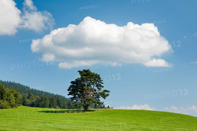 Old pine tree in Oberägeri, Canton Zug, Switzerland, Europe