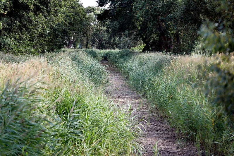 The Plane, a river that normally fills the surrounding fish ponds with water, is dry and no longer carries any water, Reckahn, 09/08/2022
