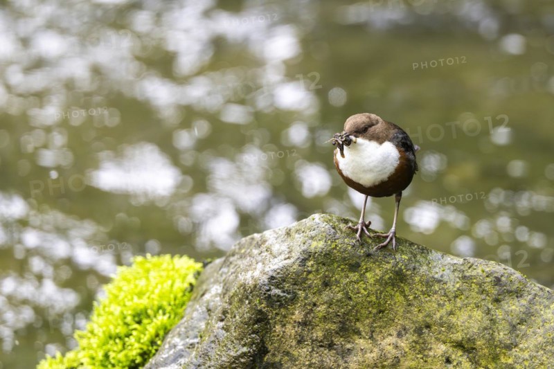 White-throated Dipper (Cinclus cinclus), at a torrent with larvae in its beak, Rhineland-Palatinate, Germany, Europe