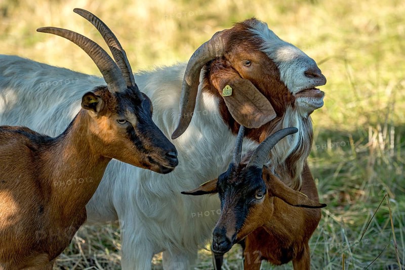 Goats (Capra), Boer goats, goats courting buck with long beard, scent, pasture with dry grass, summit mountain Hoherodskopf, Tertiary volcano, Schotten, Vogelsberg Volcanic Region nature park Park, Hesse, Germany, Europe