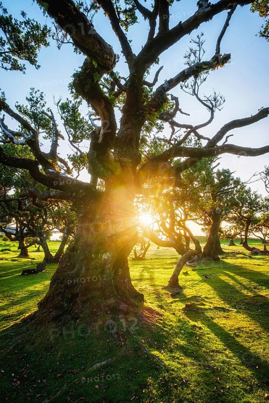 Centuries-old til trees in fantastic magical idyllic Fanal Laurisilva forest on sunset. Madeira island, Portugal, Europe