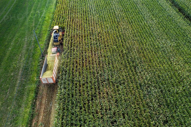Maize harvest, combine harvester, chopper works its way through a maize field, the silage is pumped directly into a trailer, serves as cattle feed, Lower Rhine, Rees, North Rhine-Westphalia, Germany, Europe