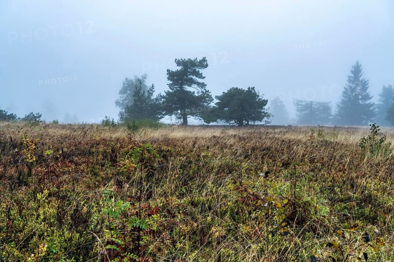 The high heath on the Kahler Asten, mountain in the Sauerland, in autumn fog, Winterberg, North Rhine-Westphalia, Germany, Europe